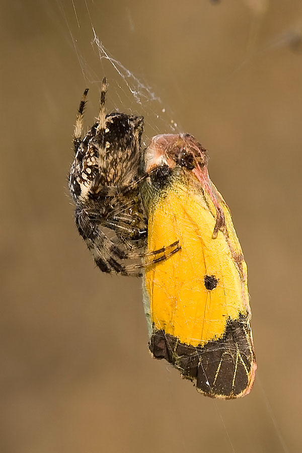 Araneus sp.